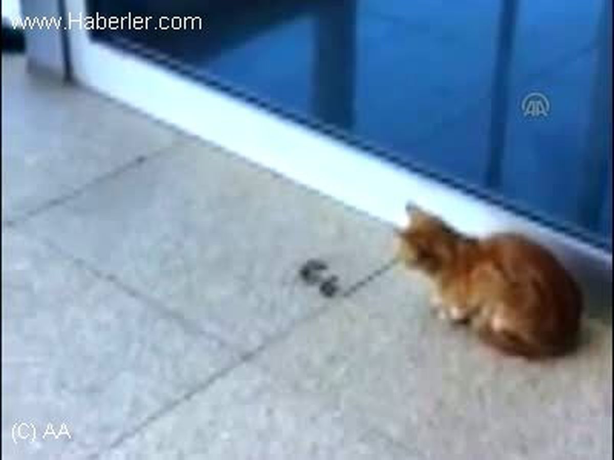 Kedi ile yılanın kavgası
