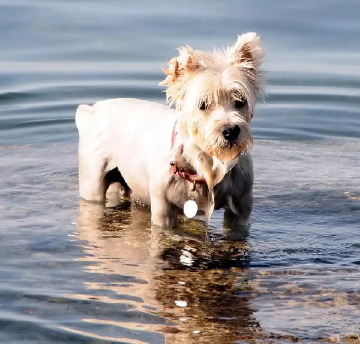 Köpeğini Denize Soktun Cezasına Tepki