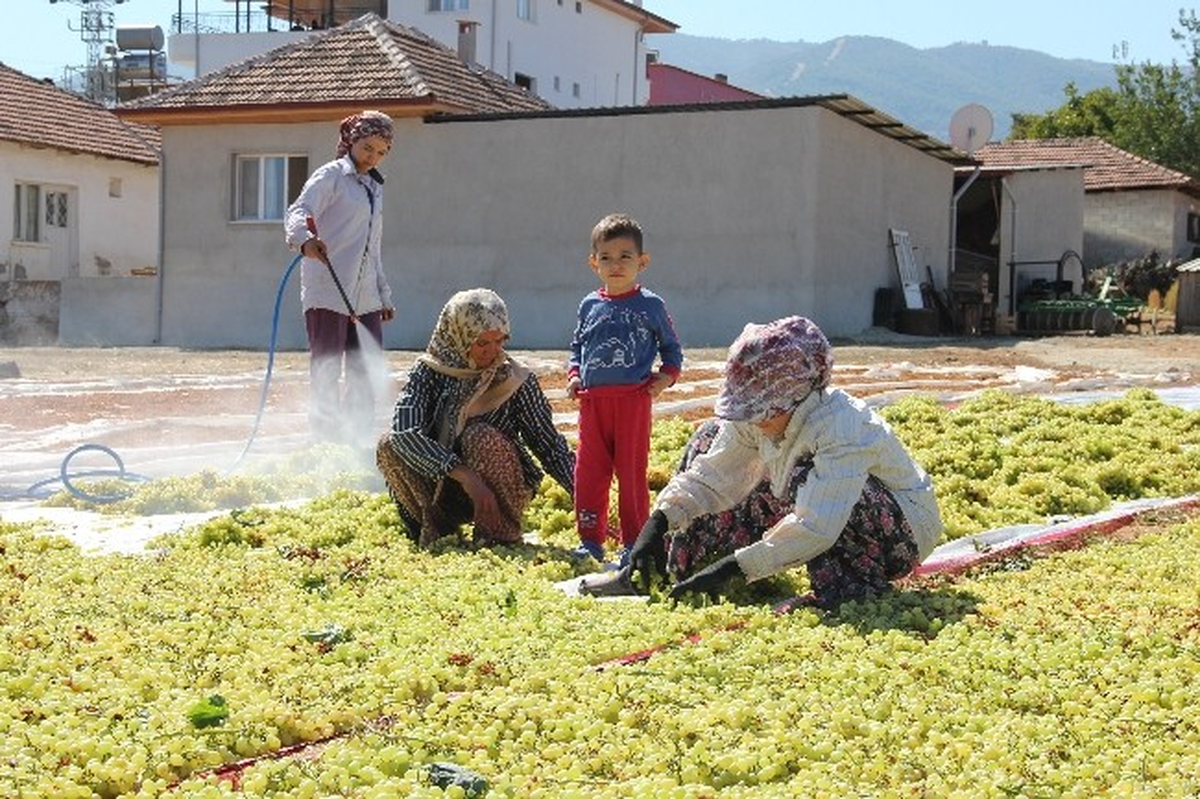 Üzüm Altın Yılını Yaşıyor