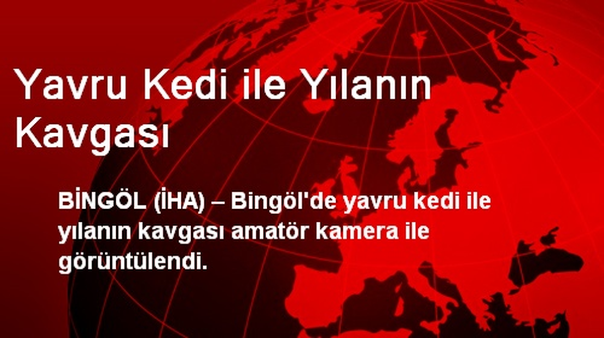 Yavru Kedi ile Yılanın Kavgası