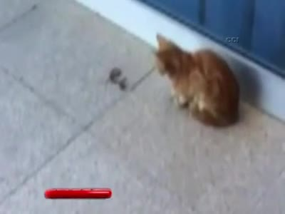 Yavru Yılan ile Kedinin Kavgası Amatör Kamerada
