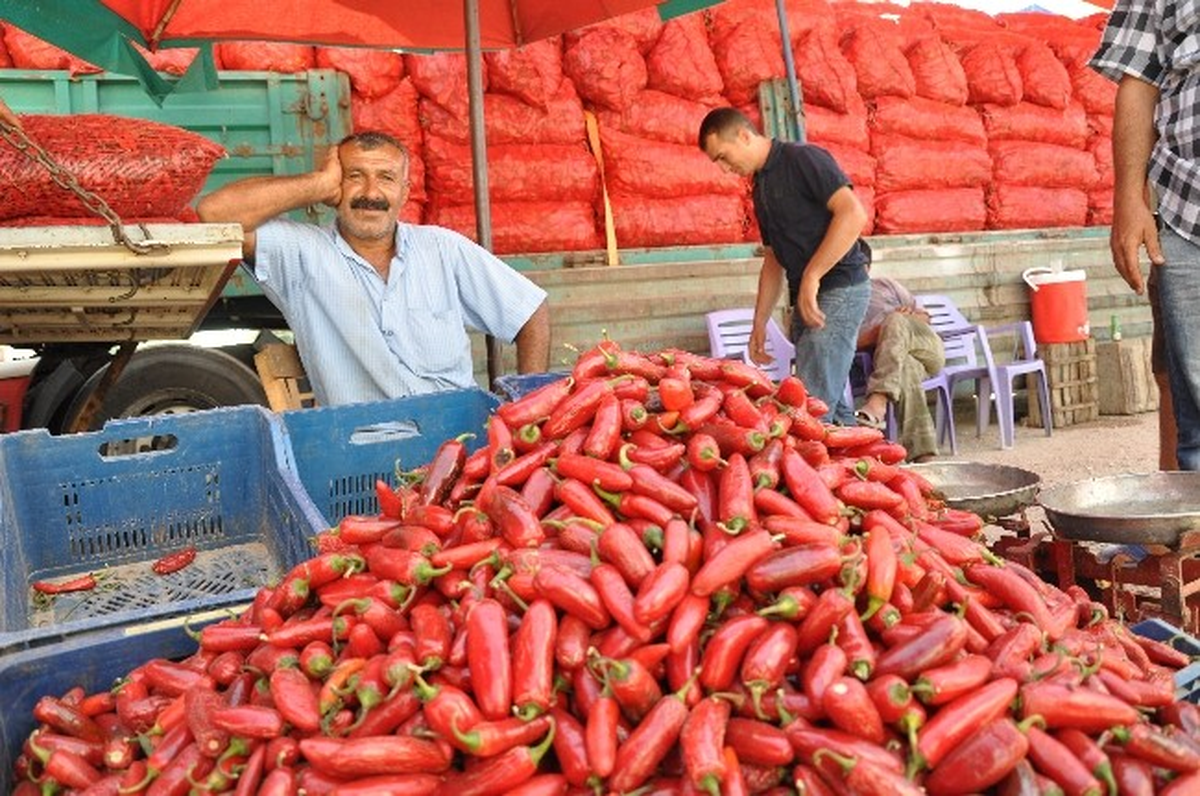 Adana\'da Salçalık Biberde Sezon Sonuna Gelindi