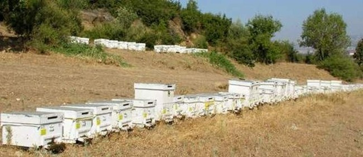 Dalaman\'da Arı Kovanlarının Tespitleri Devam Ediyor