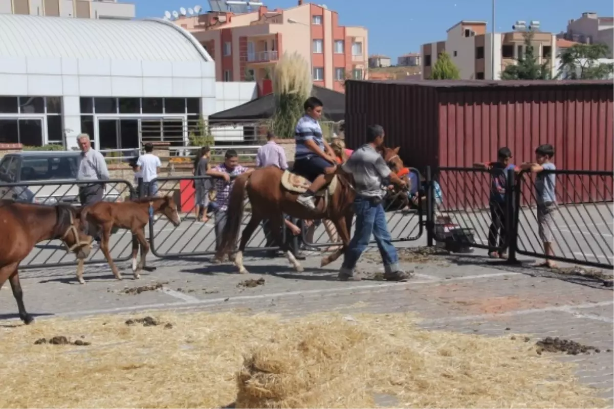 En Güzel Koç, Teke, Koyun ve Keçi Seçildi