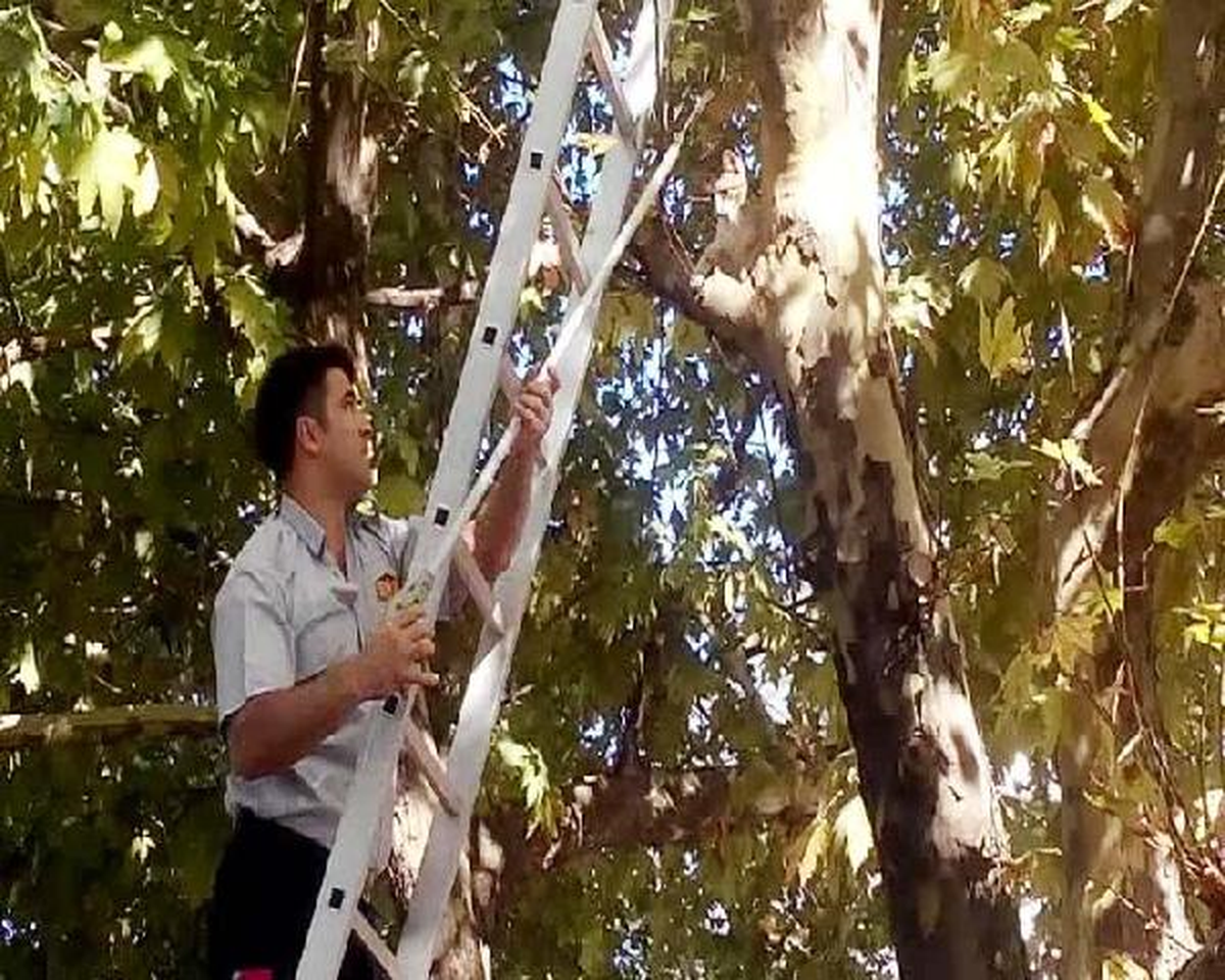 İtfaiyenin Kurtarmak İstediği Kedi Ağaçtan Atladı