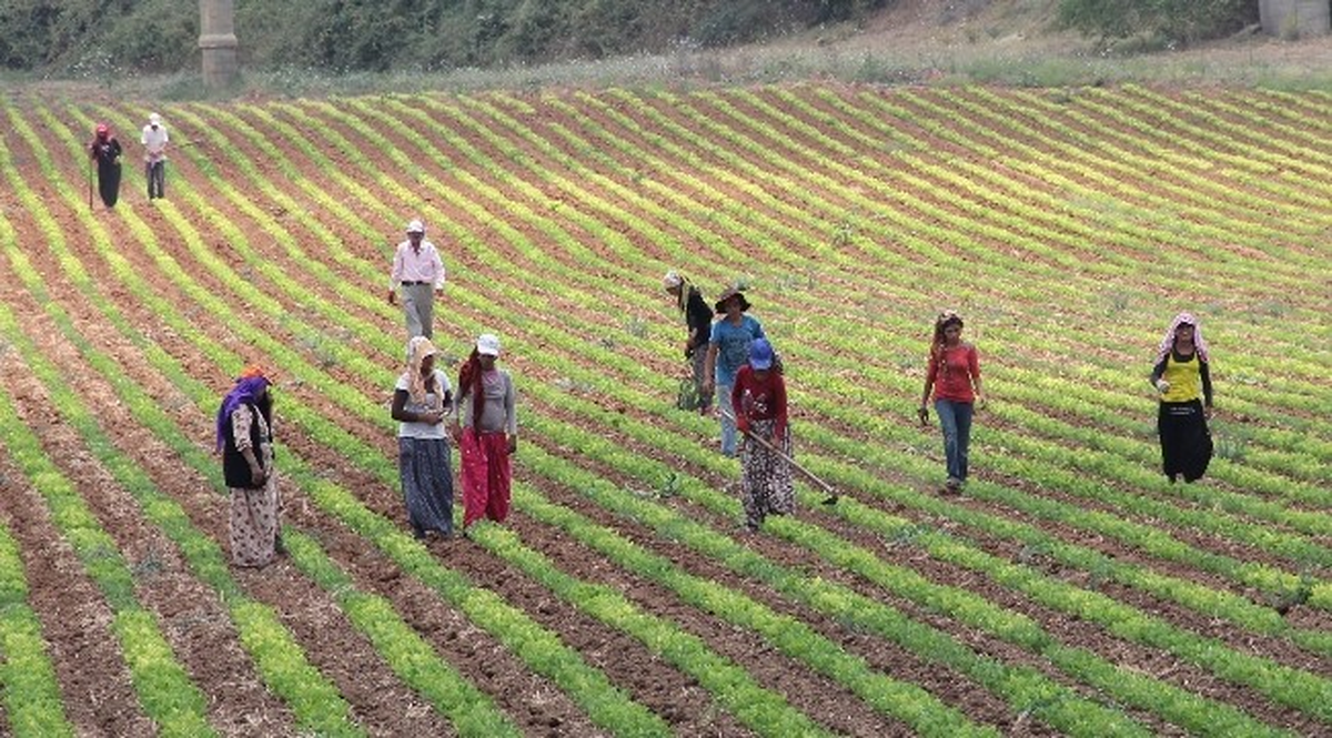(Özel Haber) Yaşıtları Okulda Onlar Tarlada