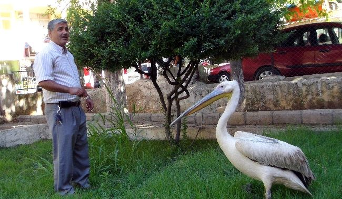 Pelikan "Garip" Balıkçıların Maskotu Oldu