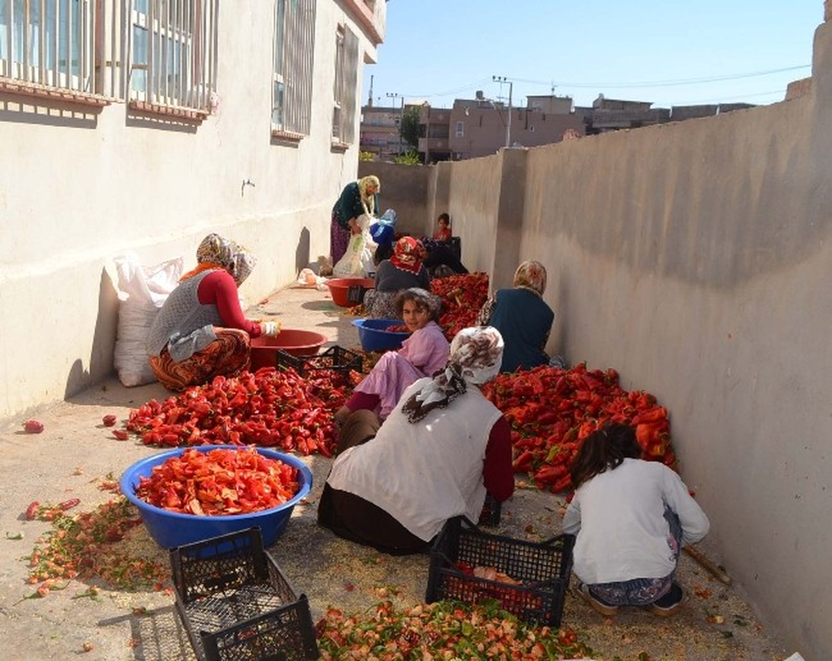 Şanlıurfa\'da İsot Telaşı