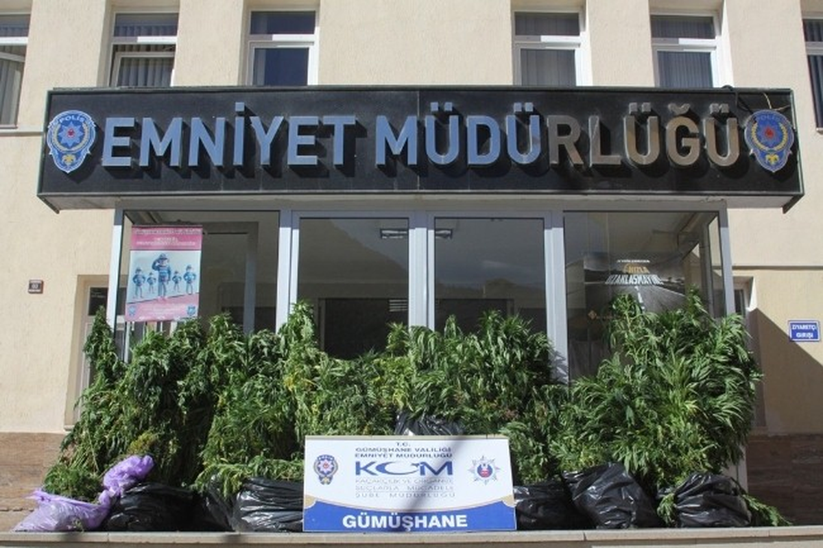 Şiran\'da 6 Bin 236 Kök Hint Keneviri ve 7 Kilo 300 Gram Esrar Ele Geçirildi