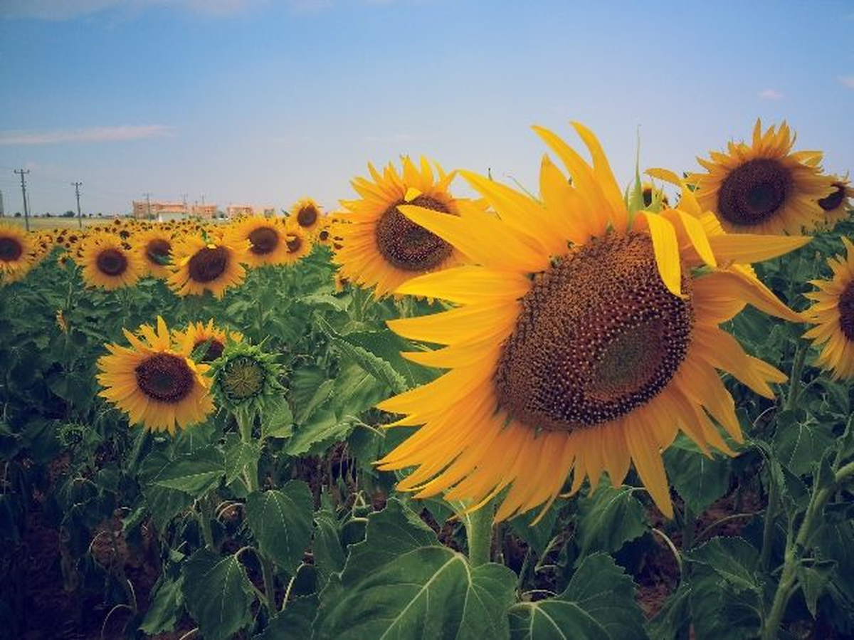Trakya Birlik\'in Ayçiçeği Alımı