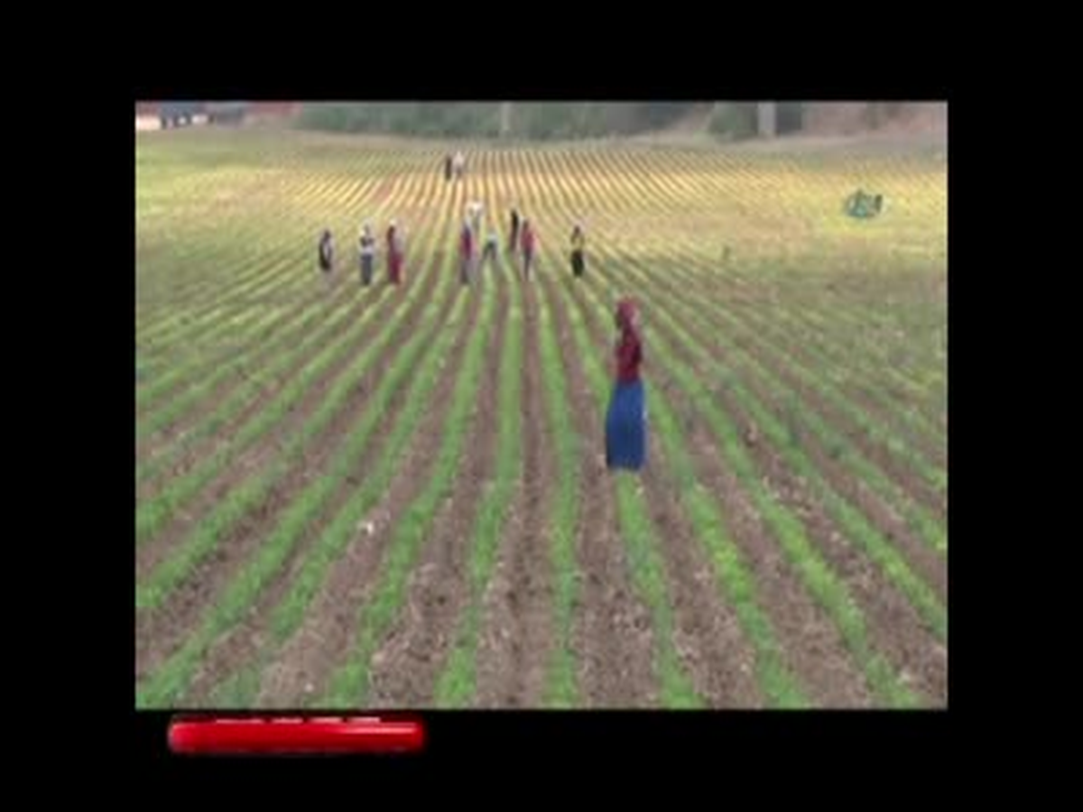 Yaşıtları Okulda Onlar Tarlada
