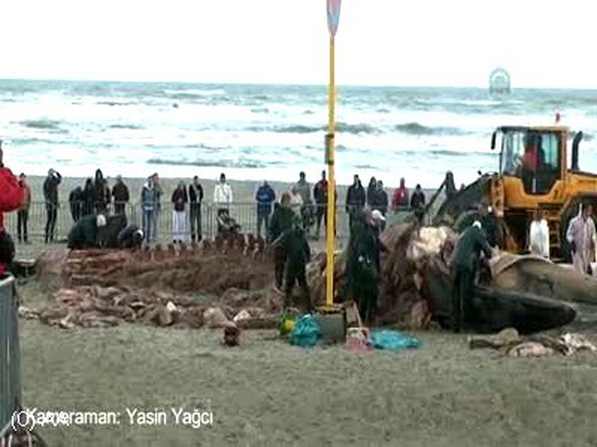 Dev balina sahile vurdu