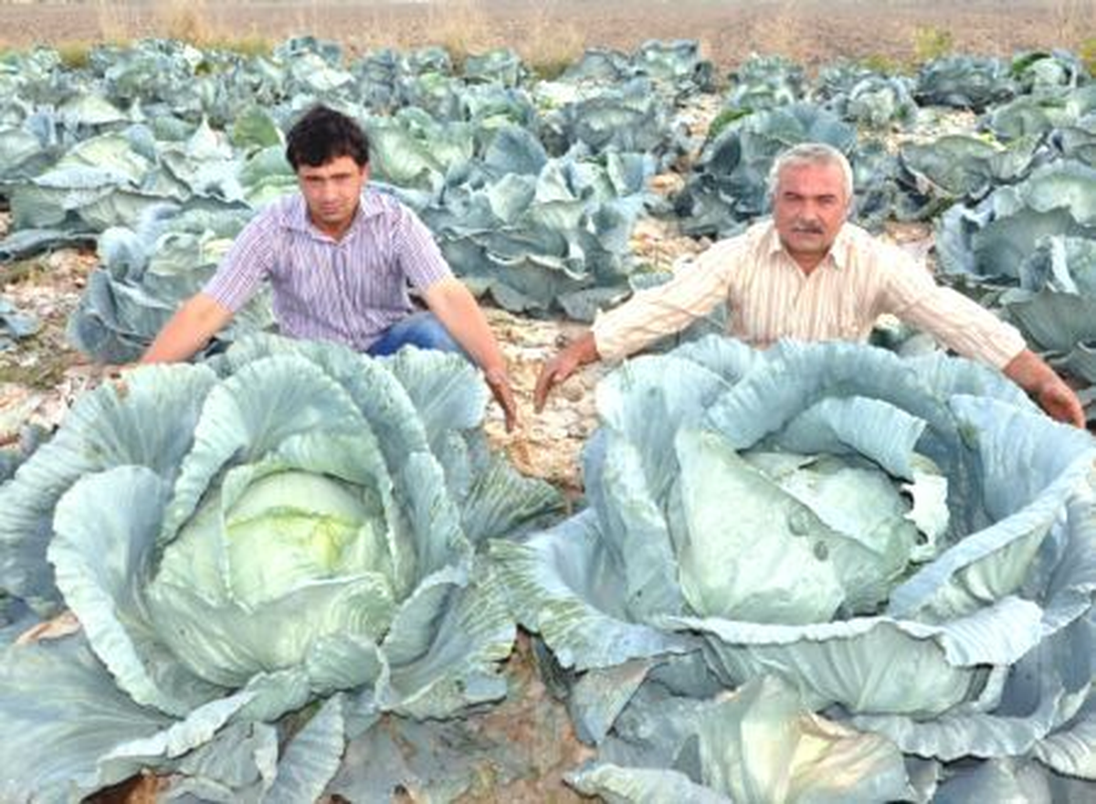 "Dev Lahanalar" Hediye Olarak Satılıyor