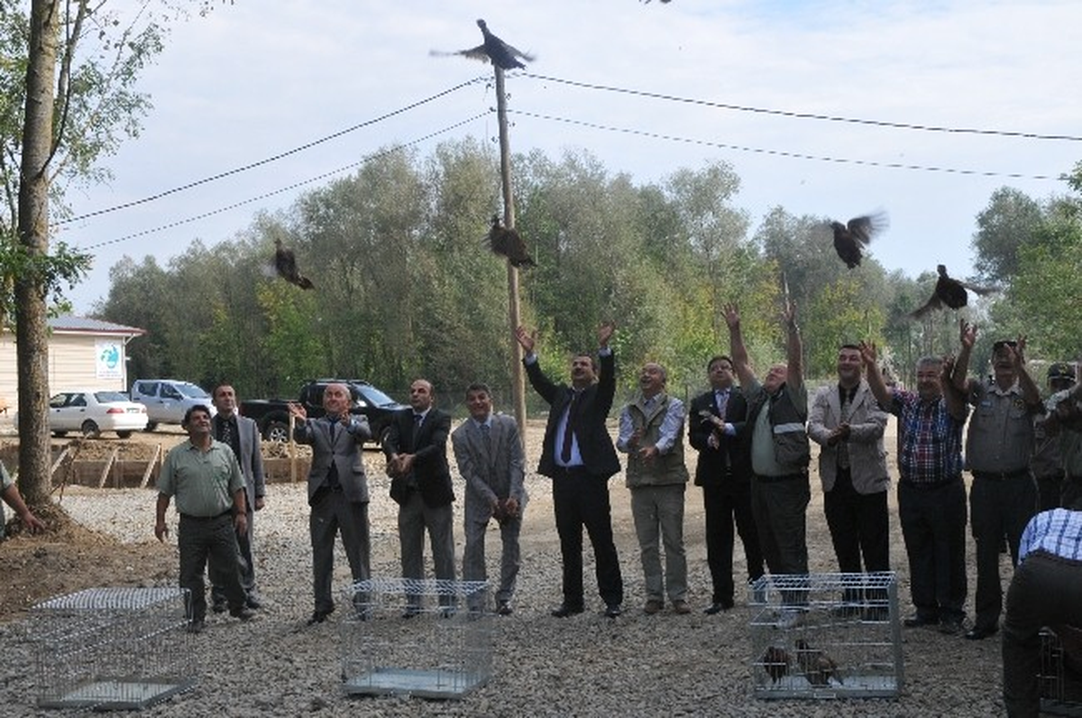 Düzce\'de Doğal Ortama Bin 500 Sülün Salındı