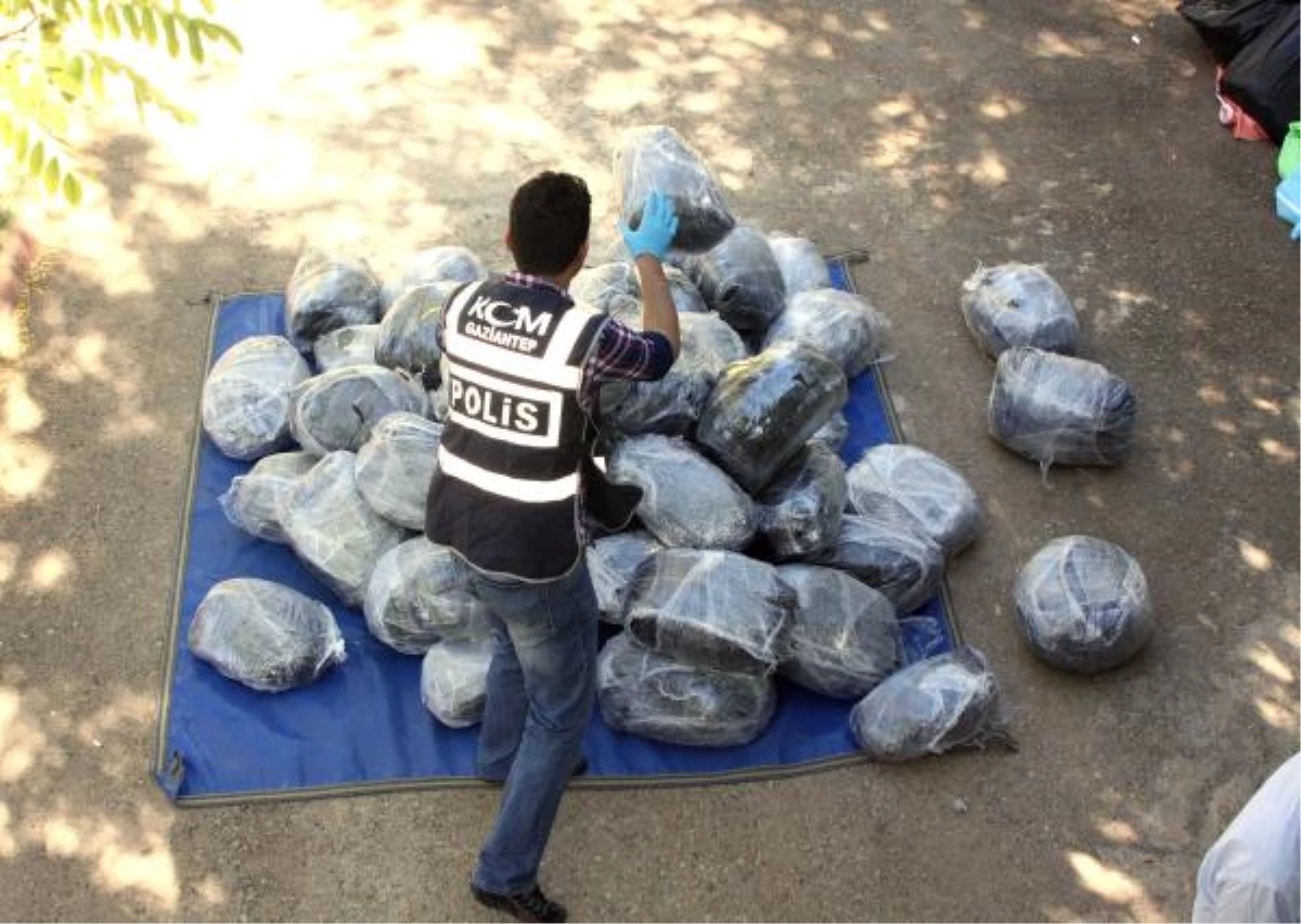 Gaziantep Polisi 1,5 ton Esrar Ele Geçirdi