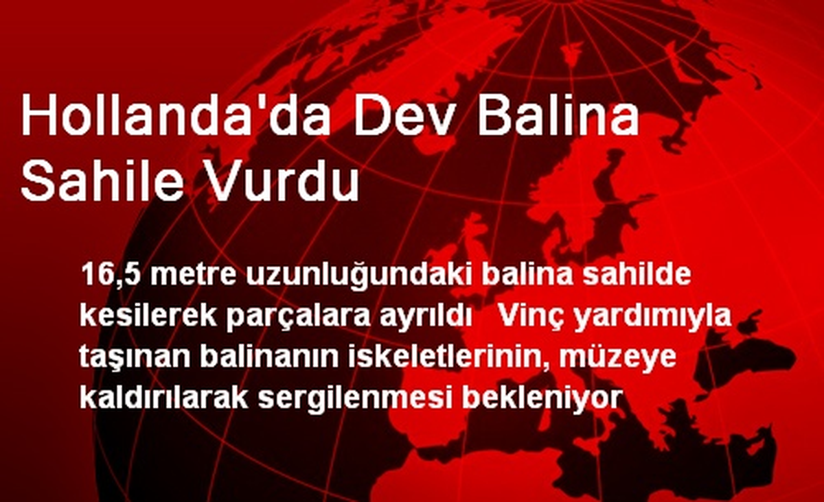 Hollanda\'da Dev Balina Sahile Vurdu