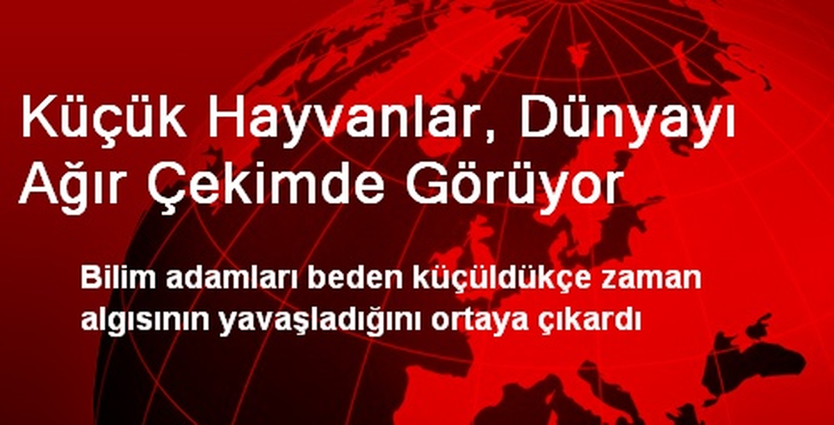 Küçük Hayvanlar, Dünyayı Ağır Çekimde Görüyor