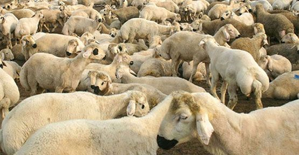 Kurban Kesimi Başvuruları Başladı