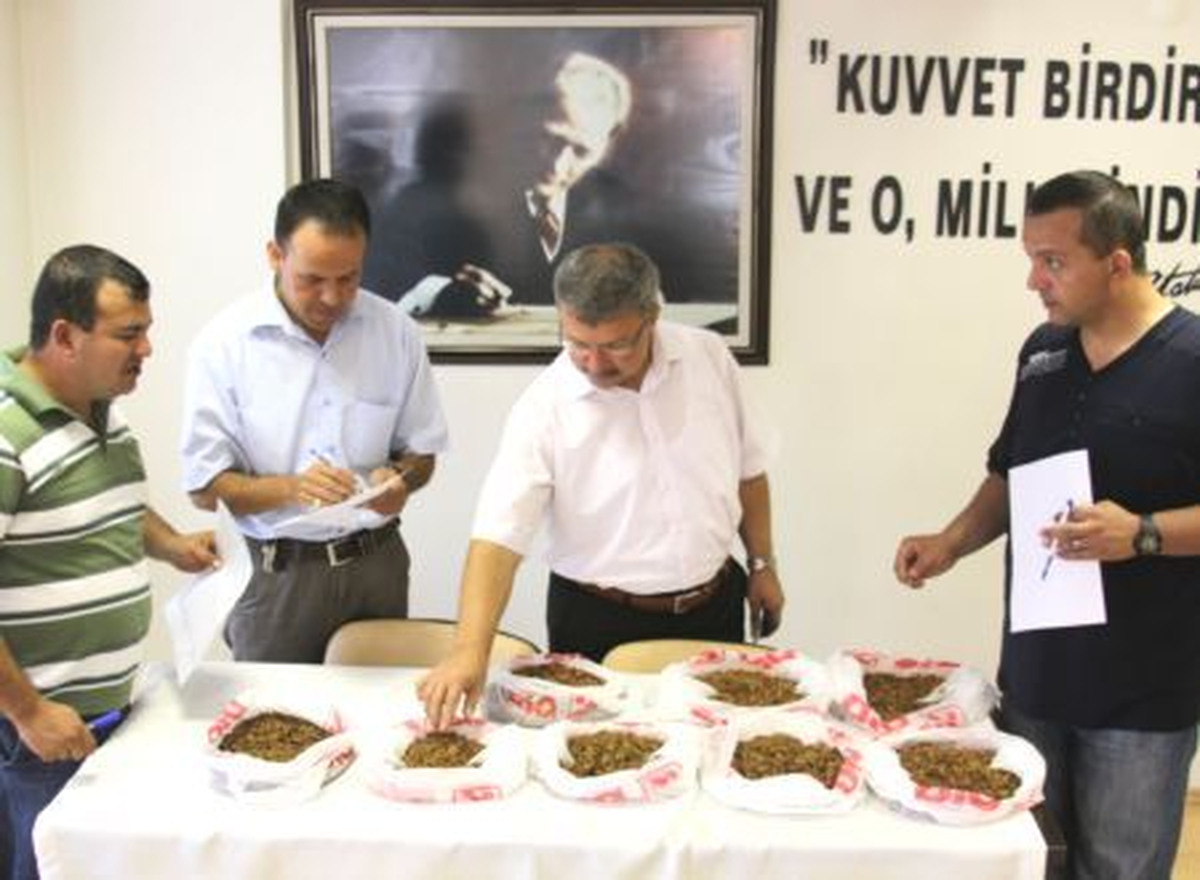 Saruhanlı\'da Kuru Üzümler Yarışıyor