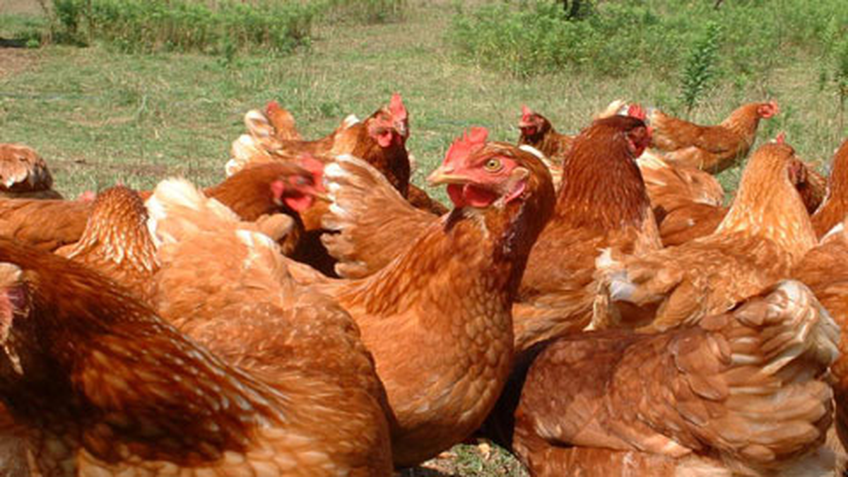 Tavukçuluk Sektörü Kapasite Artışına Gidiyor