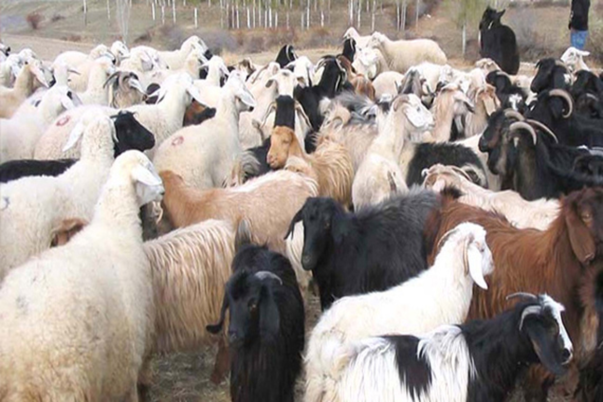 Türk Kızılayı\'nın Vekaletle Kurban Kesim Kampanyası Başlıyor
