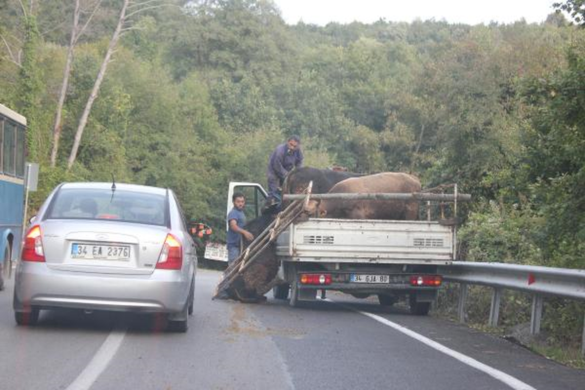 Yola Kamyonetten Boğa Düştü