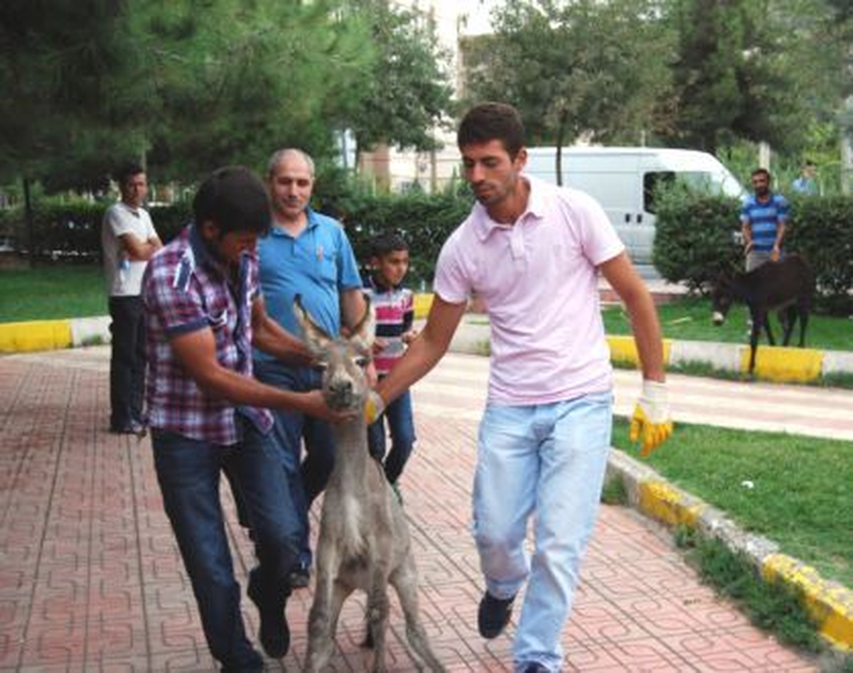 Sahipsiz sıpalar eziyetten kurtarıldı