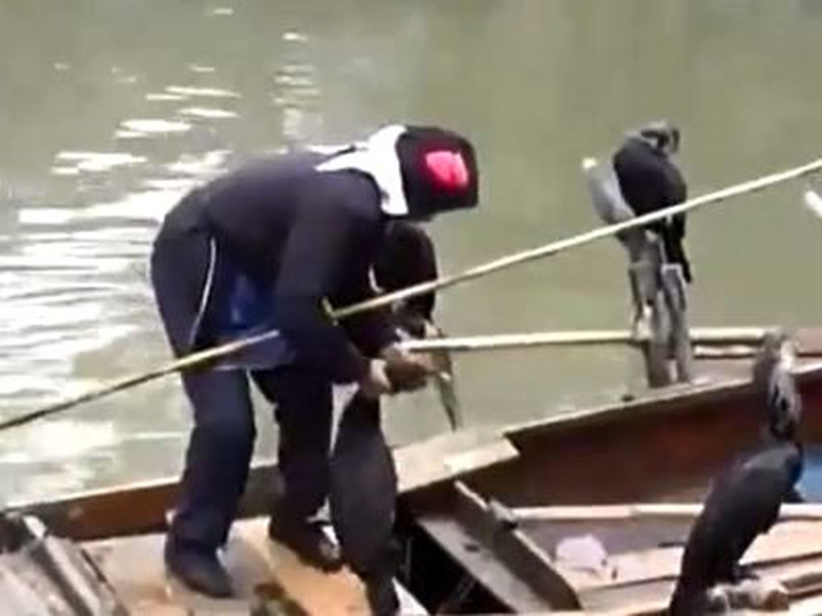 Balıkları Ördeklere Yakalattı