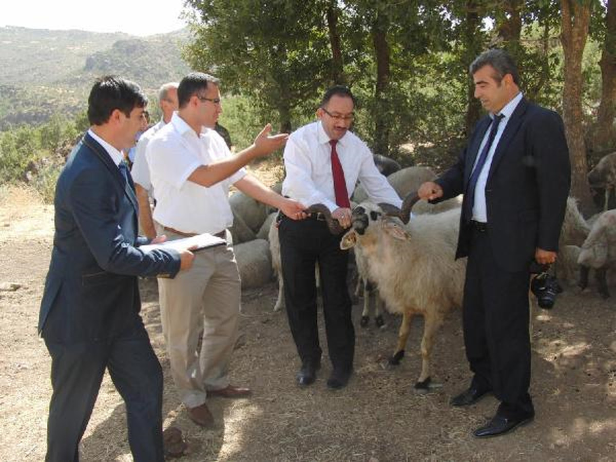 Çukurca\'da Dağıtılan Koyunlar Yerinde Denetledi