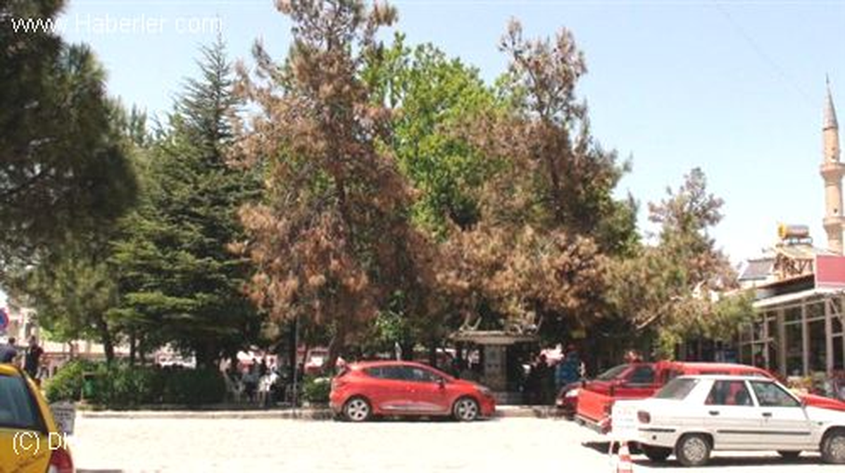 Gediz\'deki çam ağaçlarının kuruması KÜTAHYA