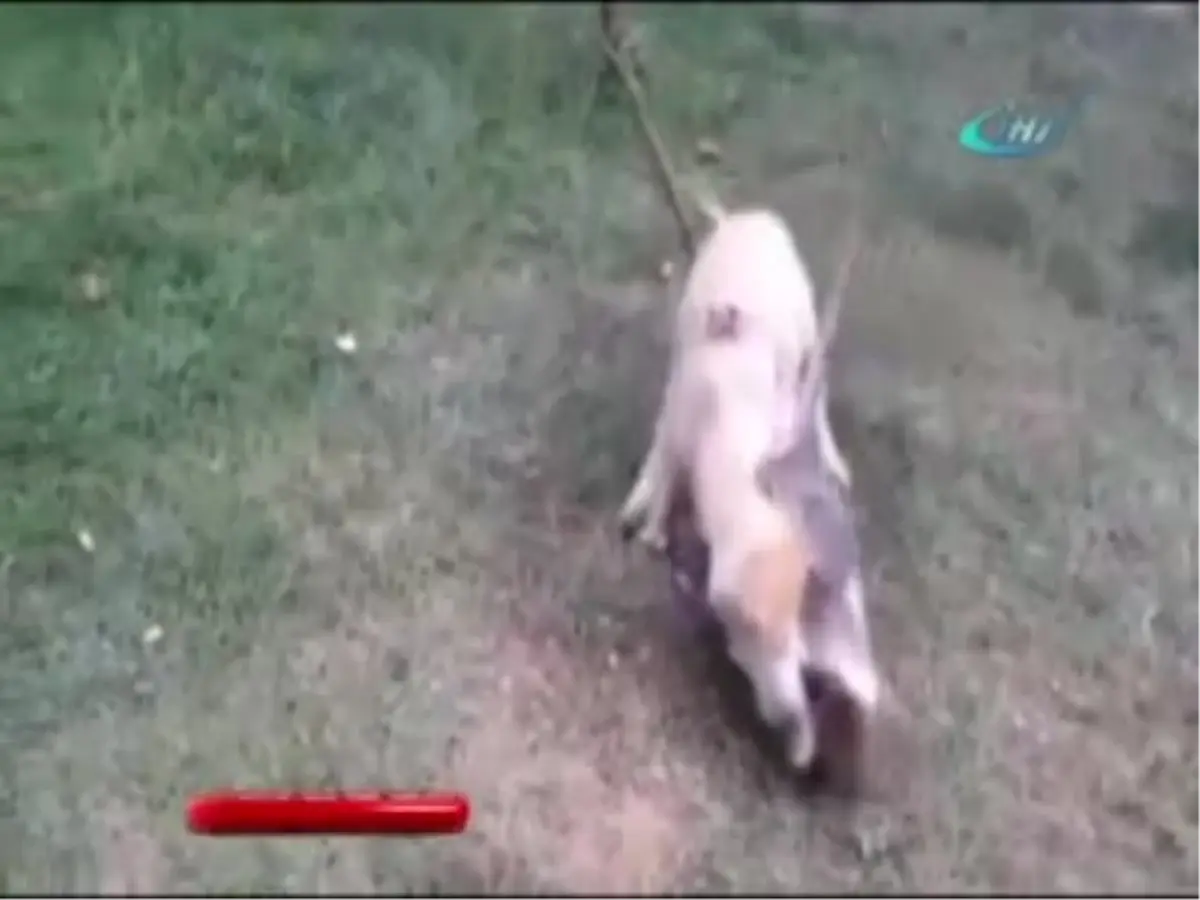 Maymun ile Köpek Kavga Etti