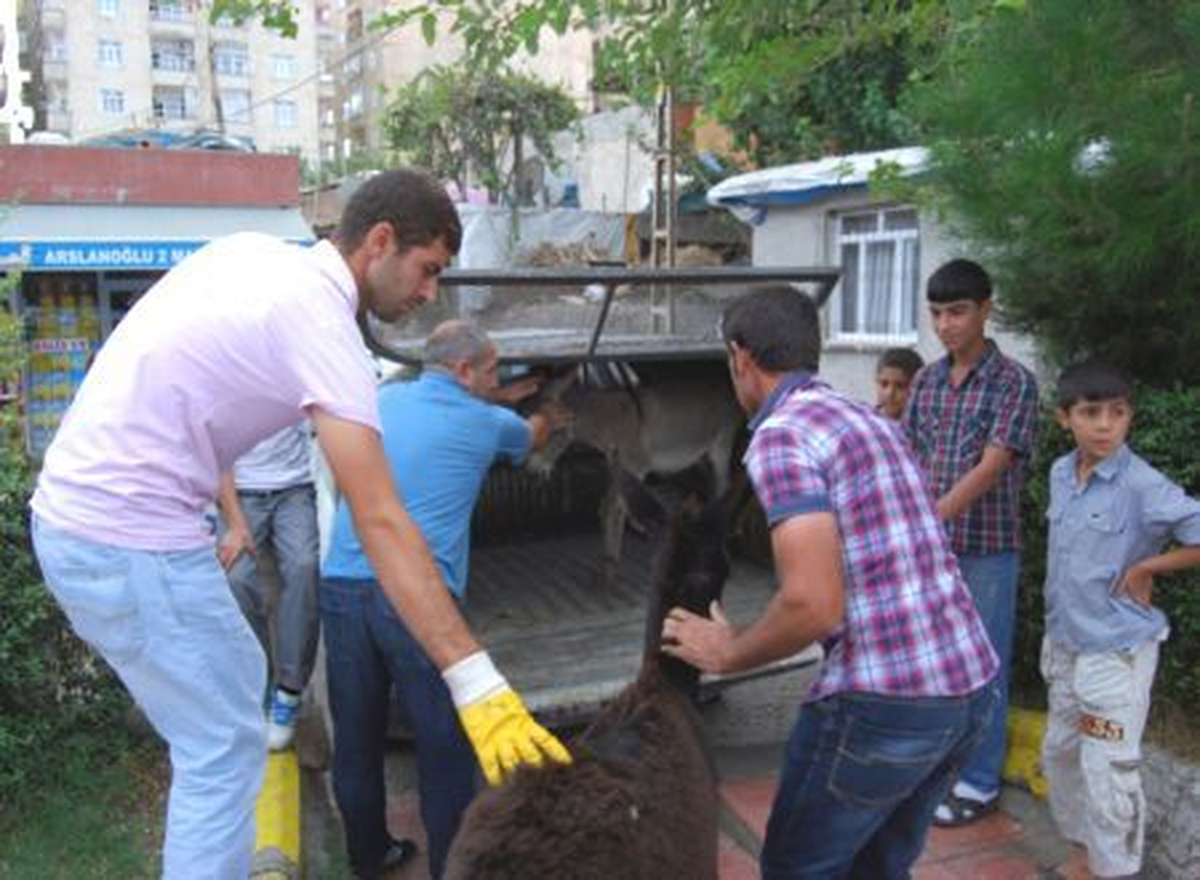 Sahipsiz sıpalar eziyetten kurtarıldı DİYARBAKIR