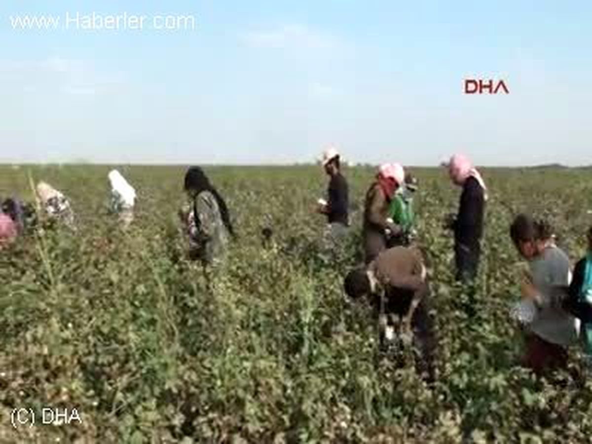 Suriyeliler Akçakale\'de Tarım İşçiliği Yapıyor