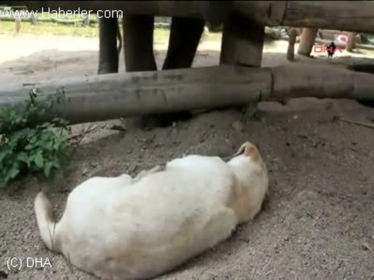 Yavru Fil Oynamak İçin Çok Yalvardı Ama Köpeği İkna Edemedi