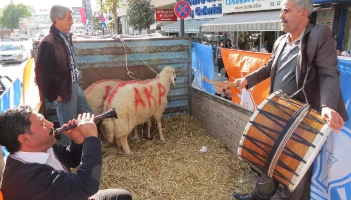 Başbakan İçin Kesilecek Koçlar Hazır