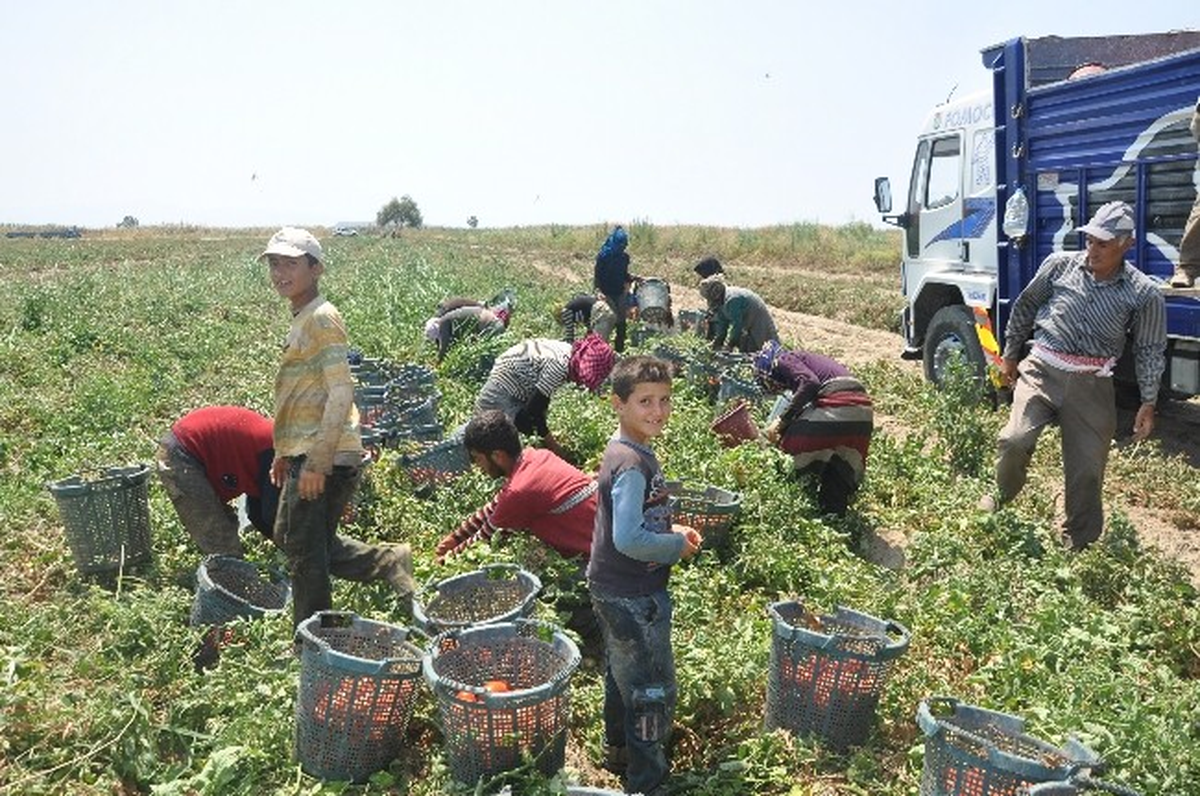 Foça\'lı Çiftçiler Dertli mi Dertli