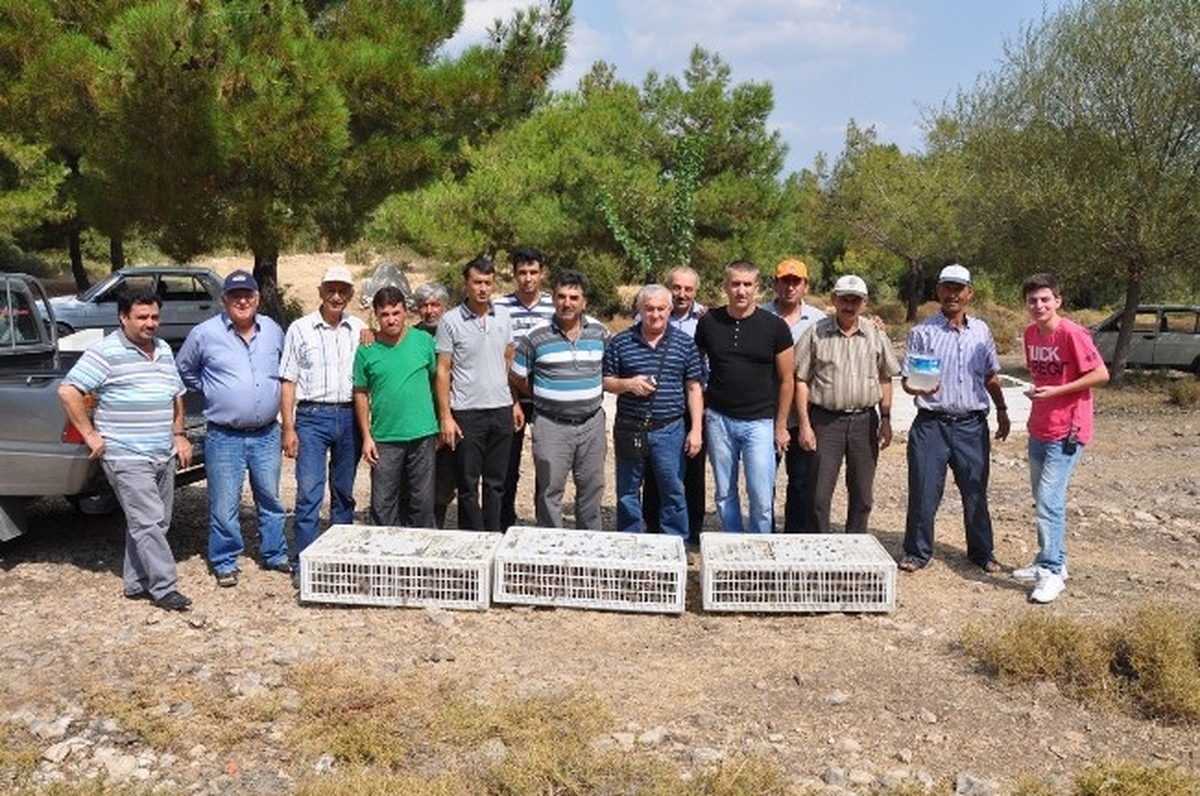 Kırkağaçlı Avcılar\'dan Doğaya 300 Keklik