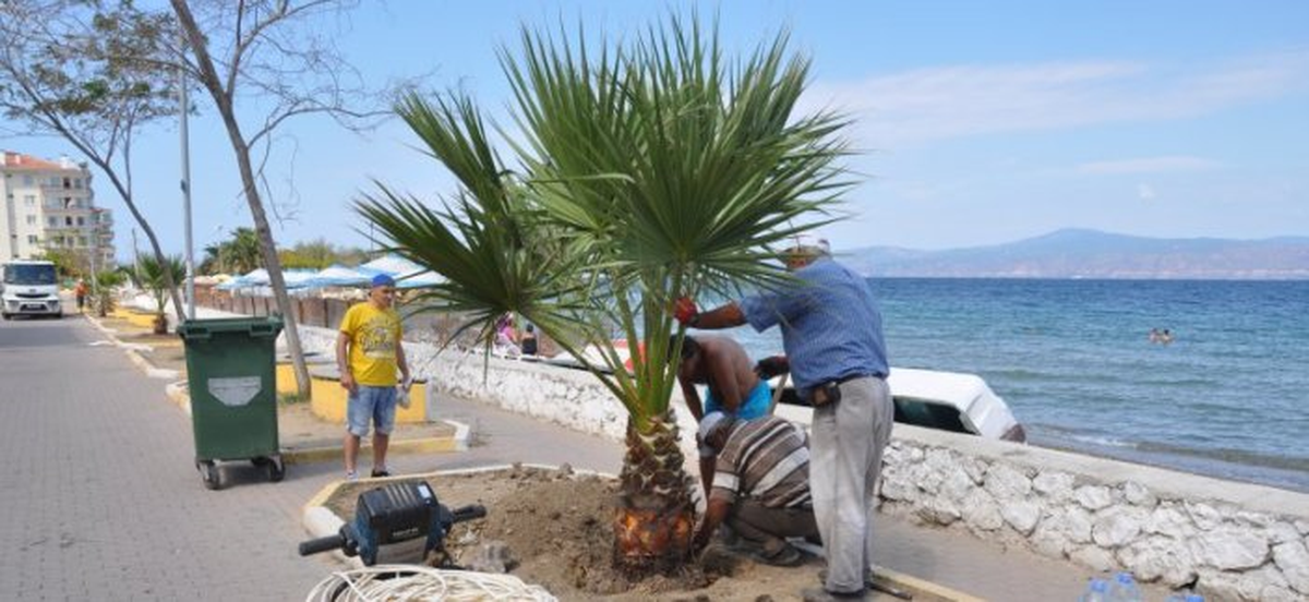 Mudanya Belediyesi Güzelyalı Sahil Şeridini Ağaçlandırıyor