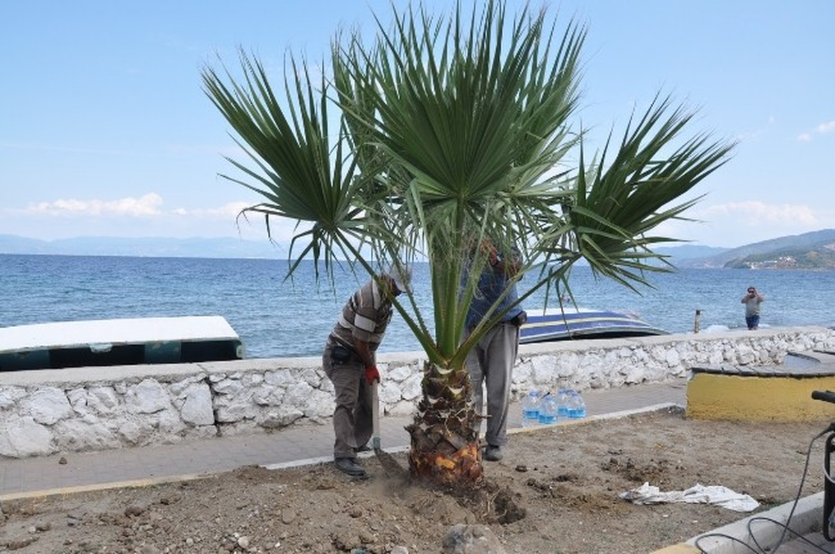 Mudanya\'da Orta Refüjün Palmiyeleri Sahile Dikiliyor