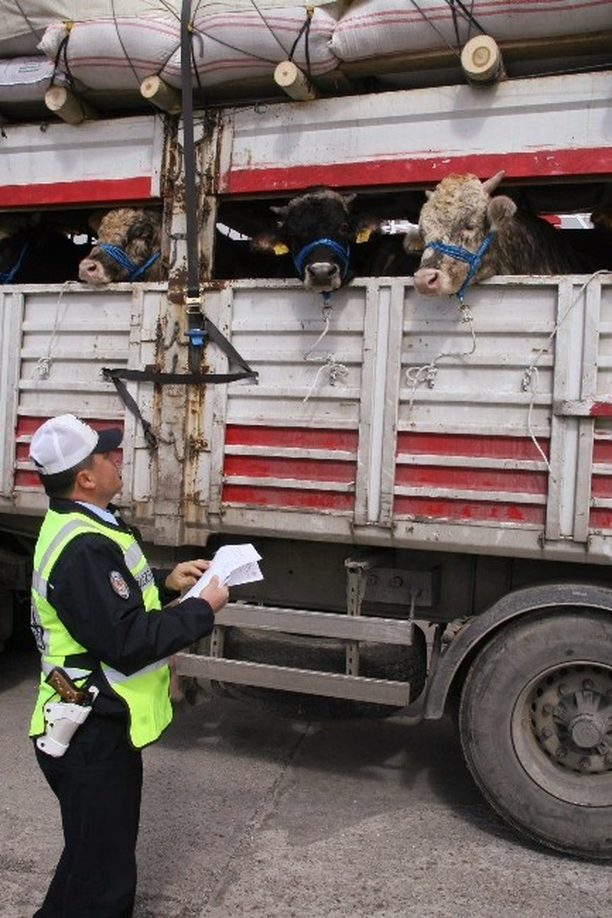 Sağlık Raporu ve Kulak Küpesi Olmayan Hayvanların Sevki ve Pazara Girişi Yasak