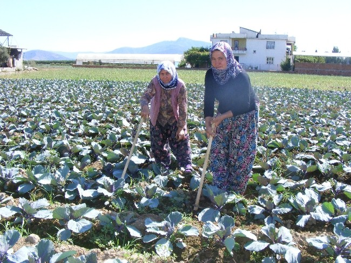 Torbalılı Çiftçiler Kırmızı Lahanadan Umutlu