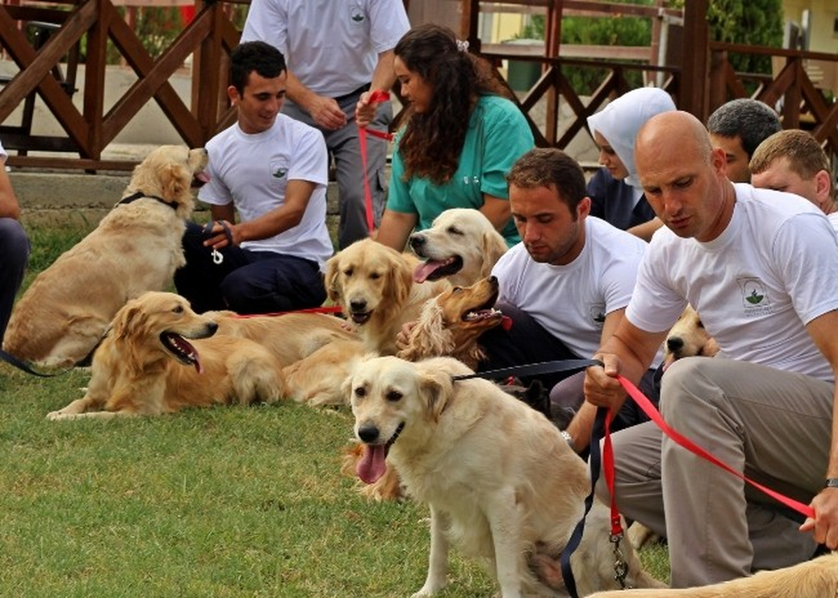 Ücretsiz Cins Köpekler Yeni Sahiplerini Bekliyor