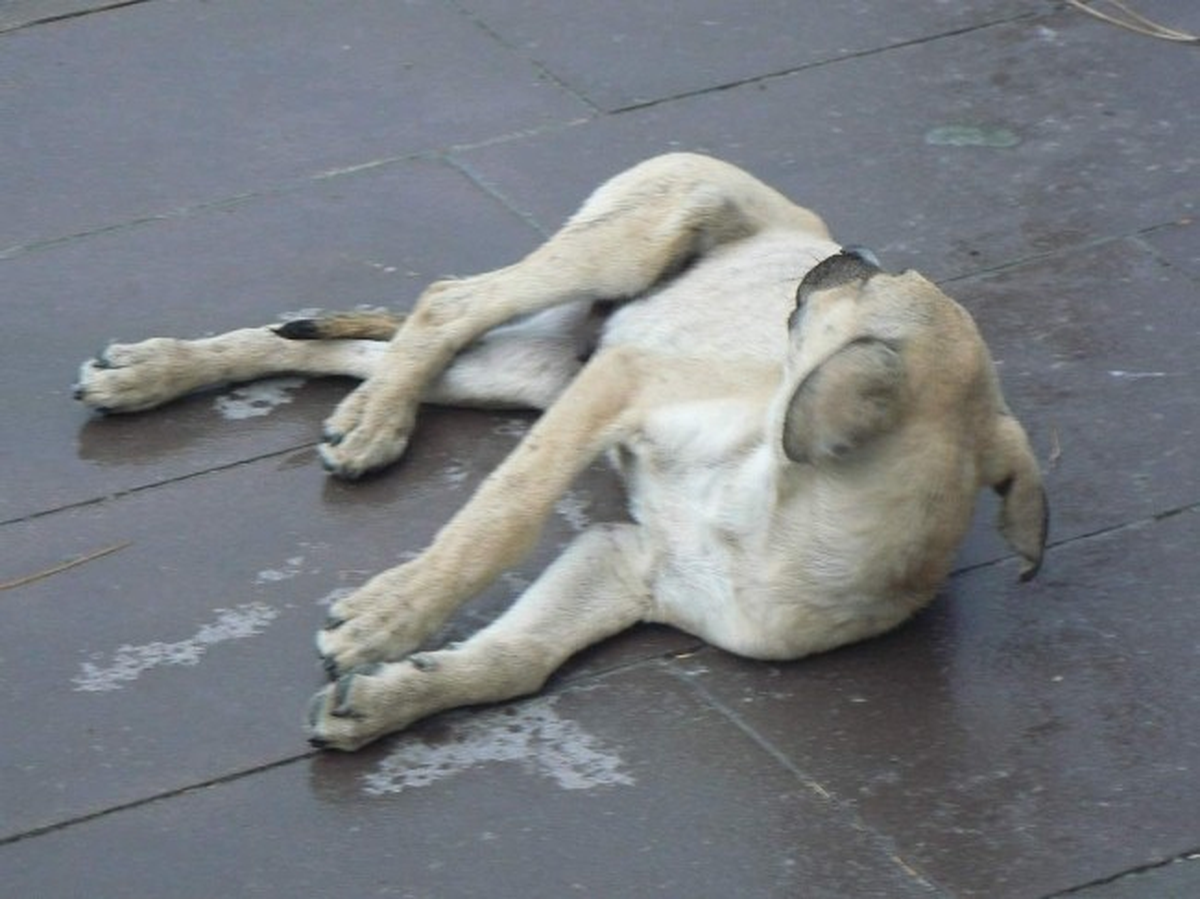 Yaralı Köpek Tedavi Altına Alındı
