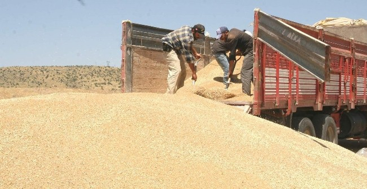 Yozgat\'ta TMO 258 Bin Ton Hububat Alımı Yaptı
