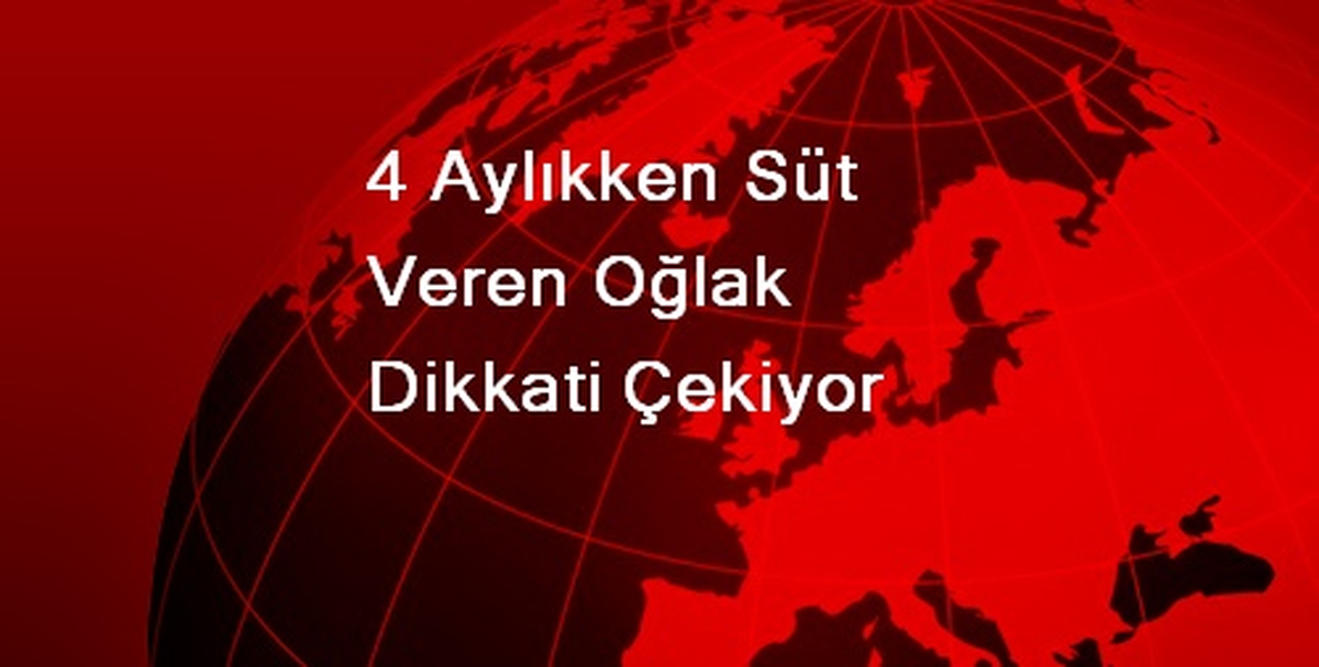 4 Aylıkken Süt Veren Oğlak Dikkati Çekiyor