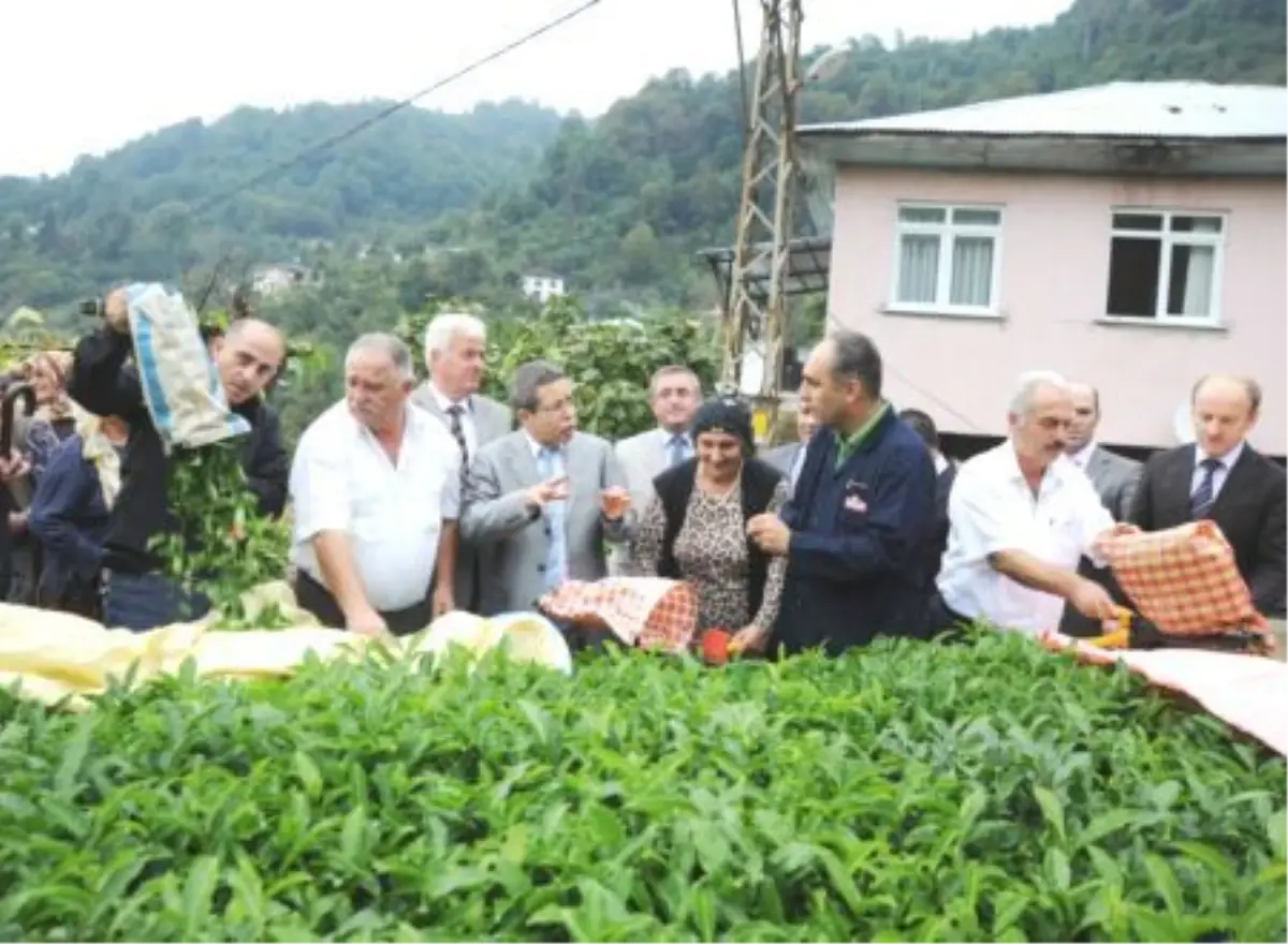 Artvin Valisi Cirit, yaş çay topladı ARTVİN