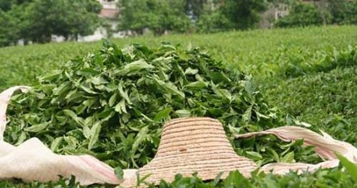 Çaykur\'un Üçüncü Sürgün Yaş Çay Alımları