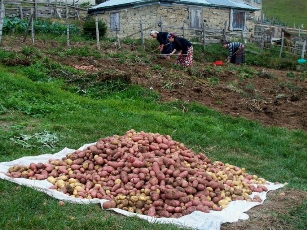 Giresun\'da Patates Hasadı Başladı