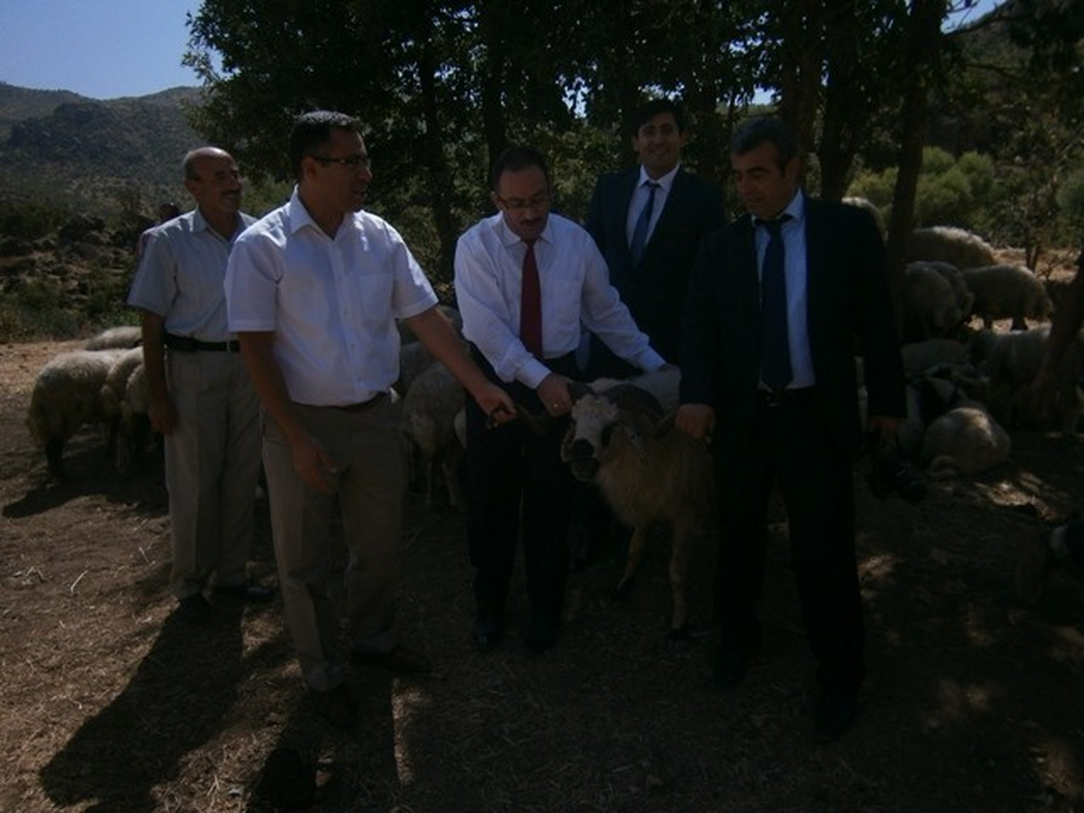 Hakkari\'de Hayvancılık Gelişiyor