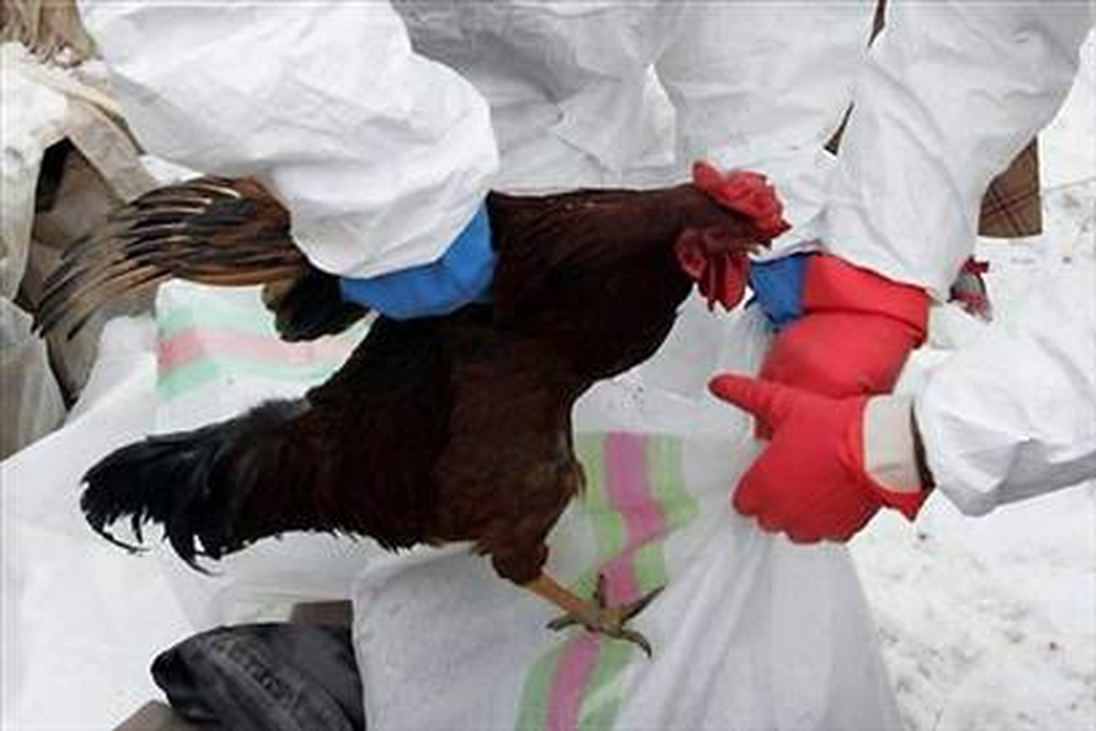 Kamboçya\'da Kuş Gribi